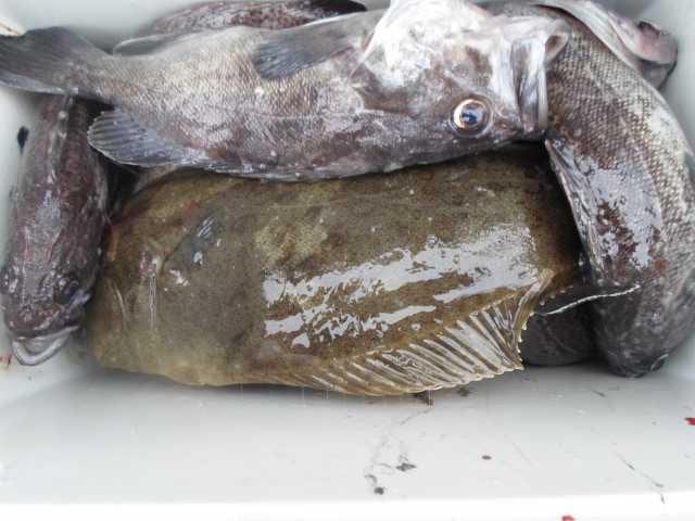 7일 조황 사진 3