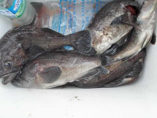 7일 조황 사진 9
