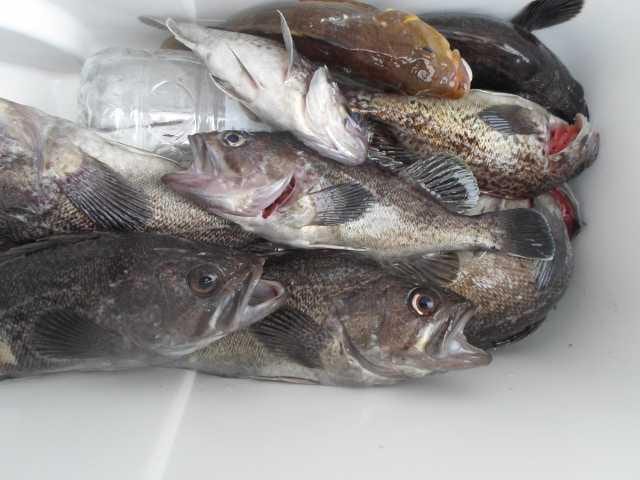 7일 조황 사진 10