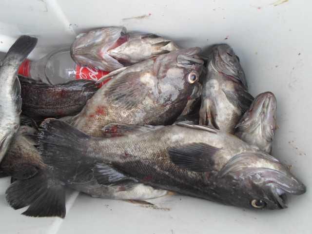 7일 조황 사진 2