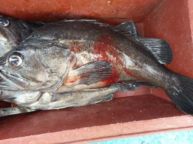 18일  탐사조황 굿 사진 3