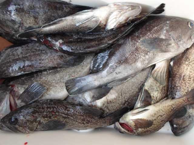 28일조황 사진 16