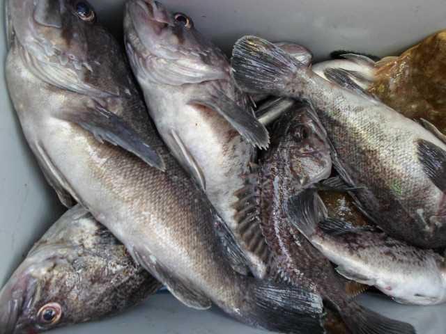 5일 단체 조황 사진 8