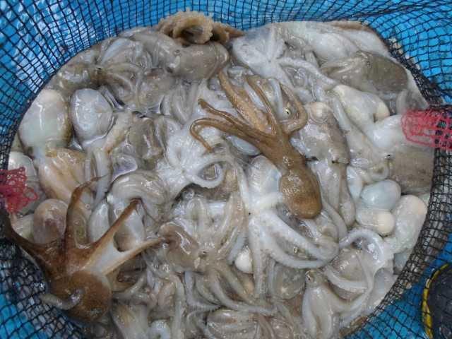 12일 단체 쭈꾸미 조황 사진 1