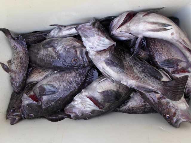 15일조황 사진 2
