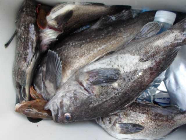 18일 단체조황 사진 20