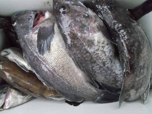 31일 조황 사진 17