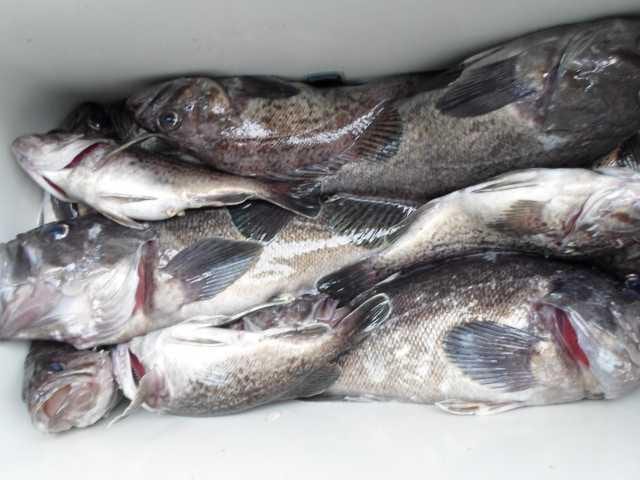 31일 조황 사진 19