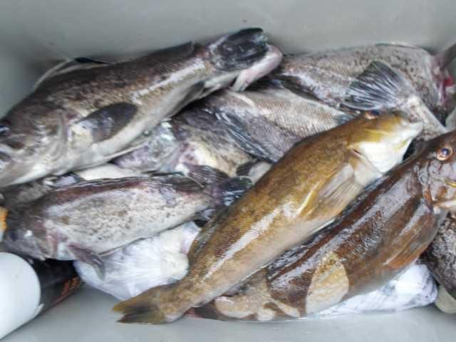 31일 조황 사진 20
