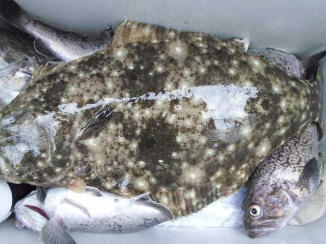 31일 조황 사진 22