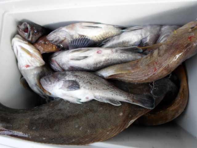 14일 조황 사진 10