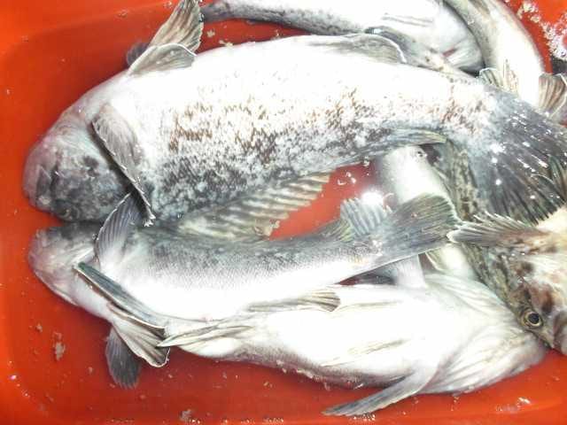 25일놀리팀 조황 사진 2