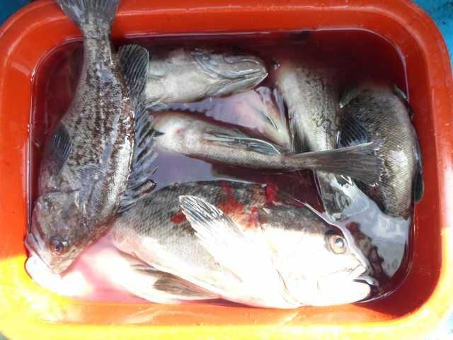 25일놀리팀 조황 사진 9
