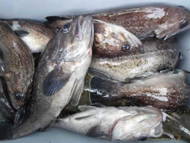 25일놀리팀 조황 사진 10