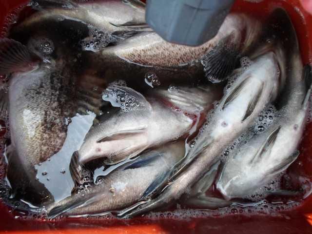 26일 단체조황 사진 4