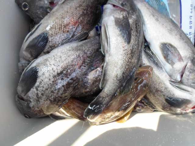 26일 단체조황 사진 18