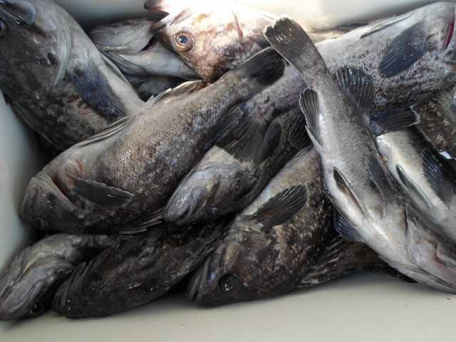 26일 단체조황 사진 21
