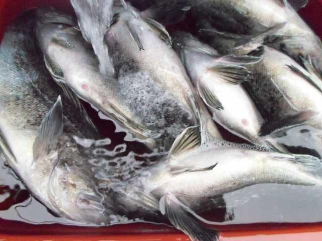 29일 5분 단체조황 사진 5