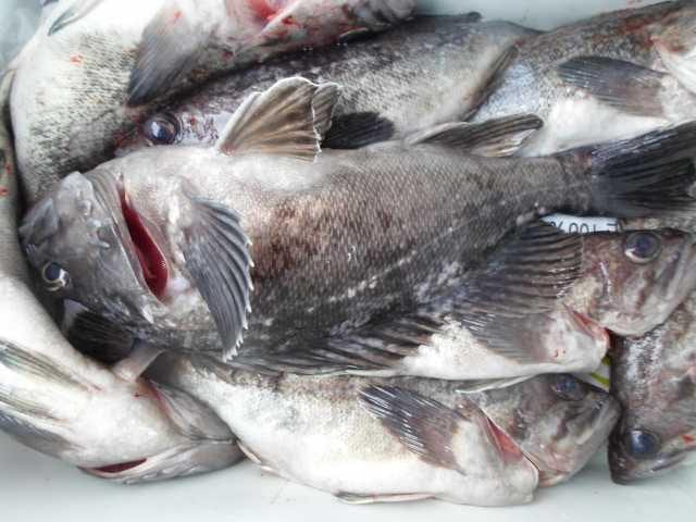 29일 5분 단체조황 사진 13