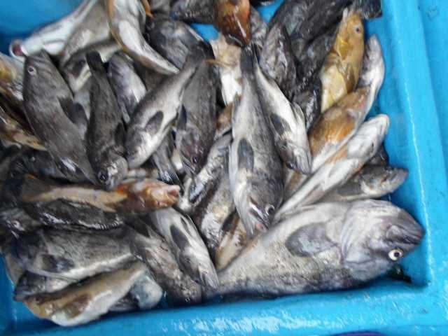 29일 5분 단체조황 사진 1