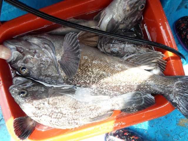 17일 조황 사진 2