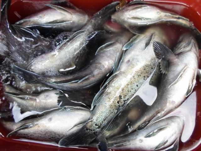 23일 단체조황 사진 13