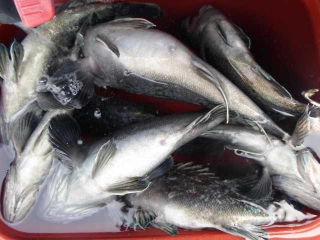 23일 단체조황 사진 18