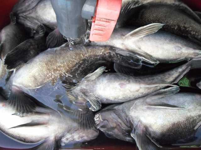 23일 단체조황 사진 5