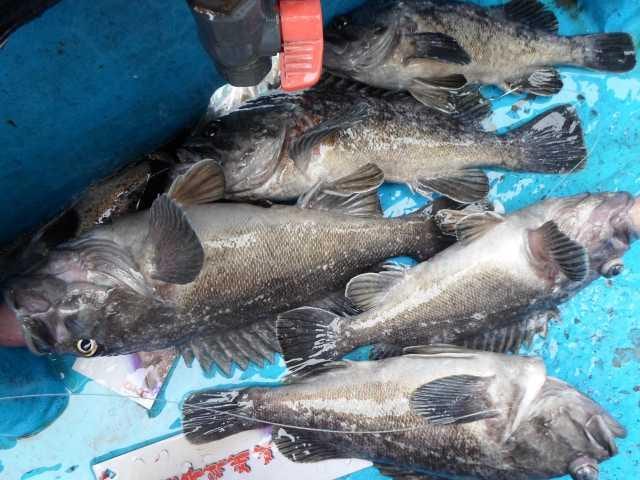 25일 4ㅡ5짜 조황1 사진 2