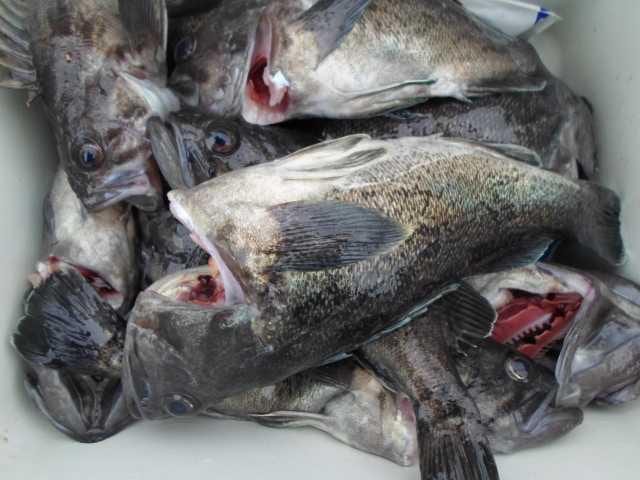 25일 4ㅡ5짜 조황1 사진 7