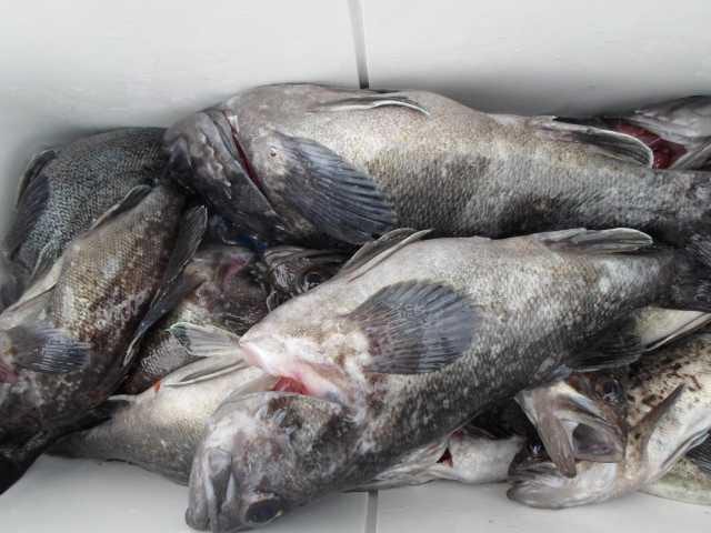 25일 4ㅡ5짜 조황1 사진 8