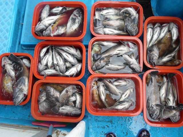 30일 대박 조황 2 사진 5