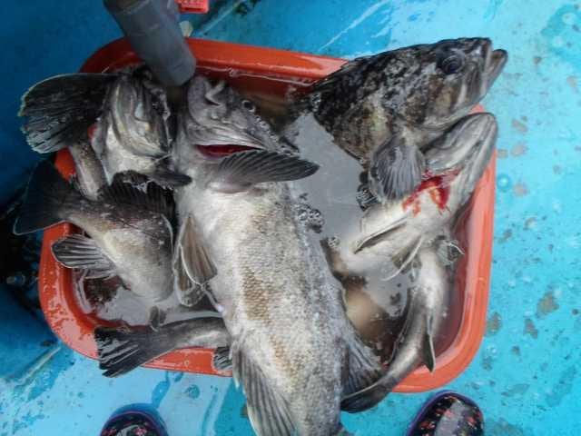 30일 대박 조황 2 사진 4