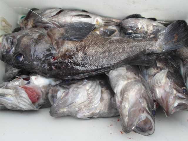 12일 단체조황 사진 13