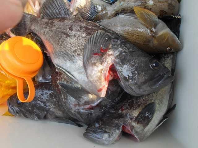 13일 단체조황 사진 20