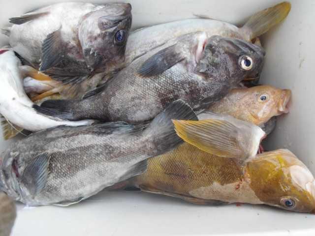 20일 좋은조황 사진 10