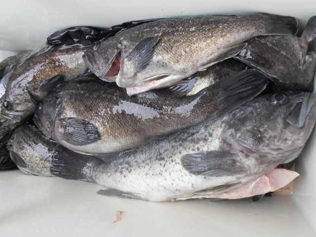 20일 좋은조황 사진 12