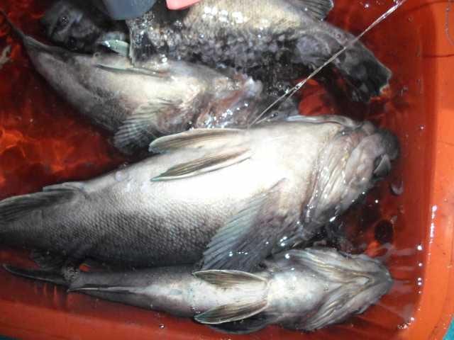 22일 조황 사진 10