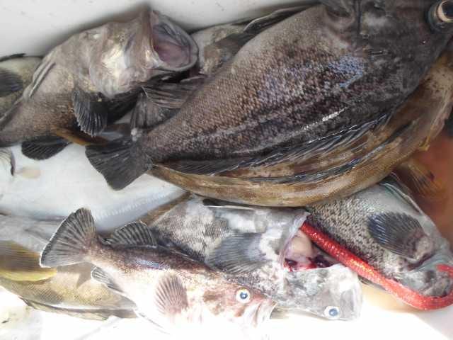 22일 조황 사진 11