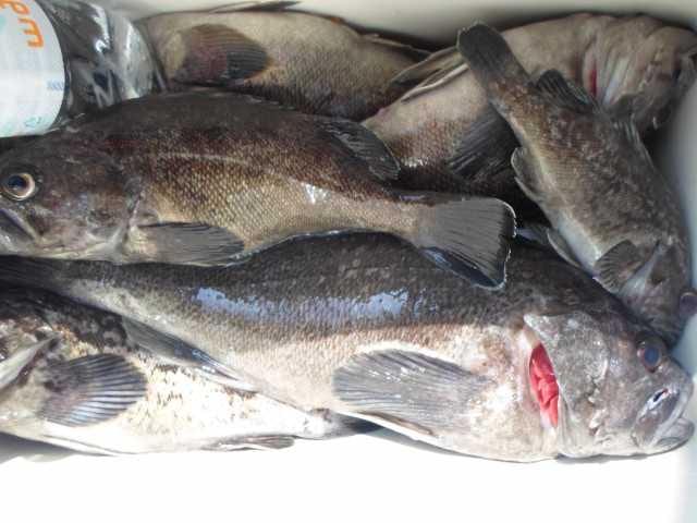 22일 조황 사진 12
