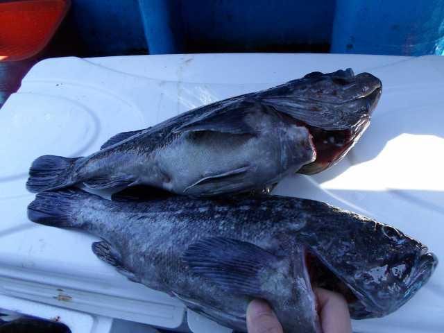 27일 8분 단체 조황 사진 26