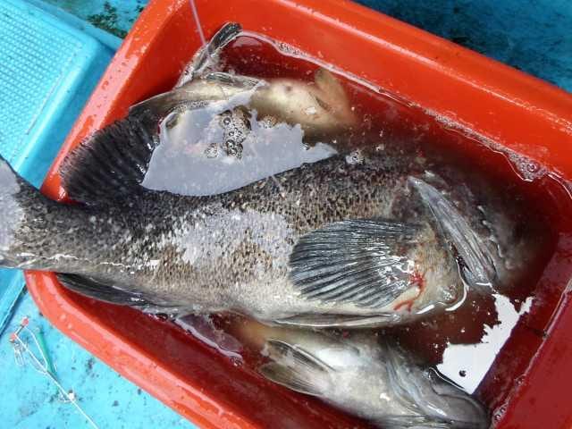 28일 조황 사진 21