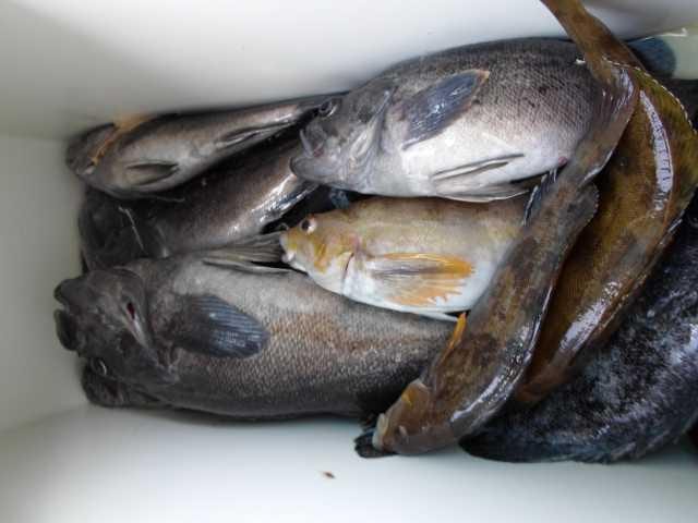 28일 조황 사진 22