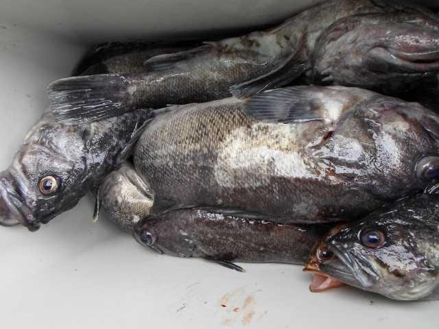 11일 조황 사진 22