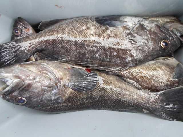 11일 조황 사진 23