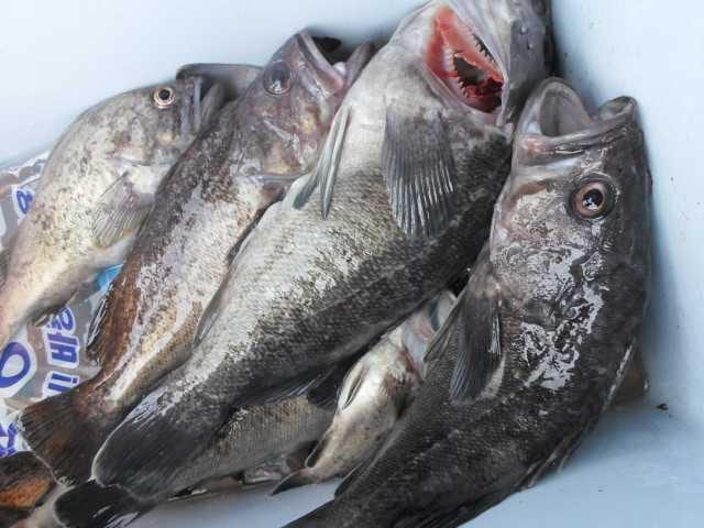9월 5일 조황 사진 24