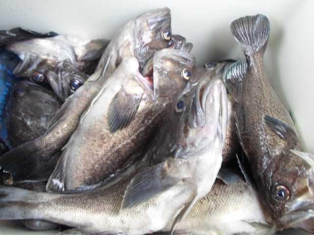 6일 조황 사진 22