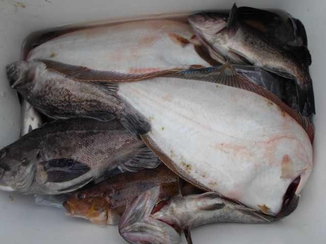 6일 조황 사진 28