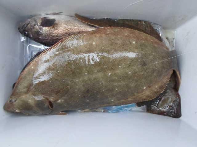 6일 조황 사진 29