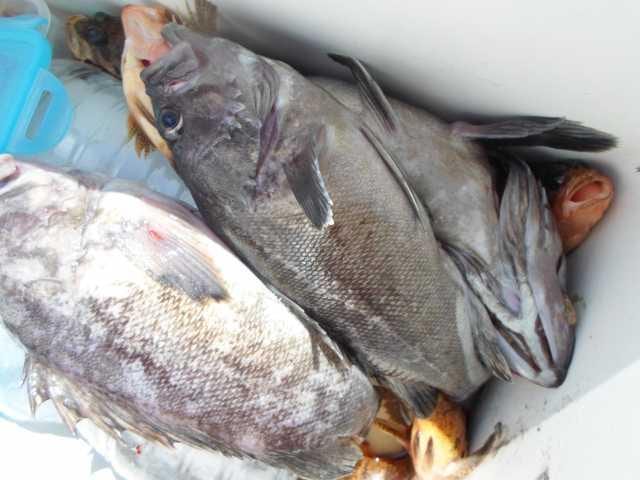 7일 조황 사진 28